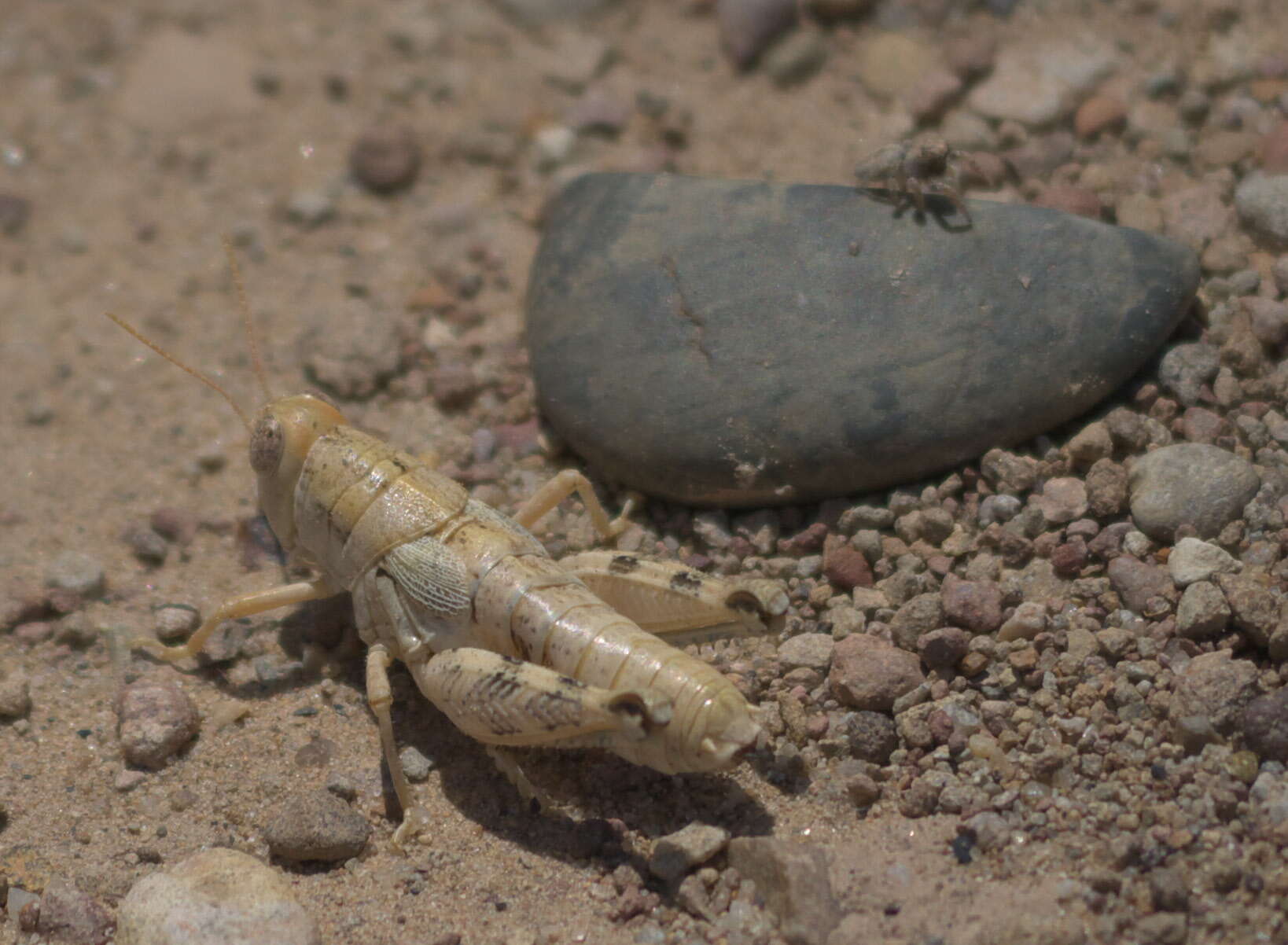 Слика од Aeoloplides chenopodii (Bruner & L. 1894)