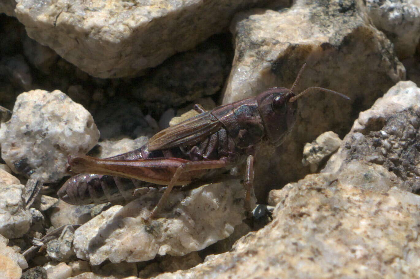 Aeropedellus clavatus (Thomas & C. 1873)的圖片