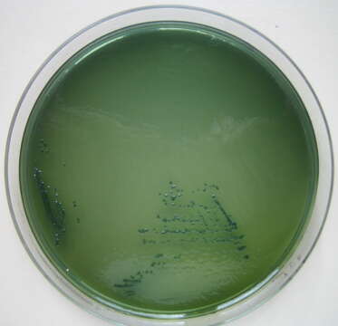 Vibrio parahaemolyticus resmi