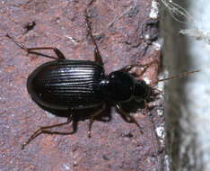 Image of Agonum (Olisares) punctiforme (Say 1823)