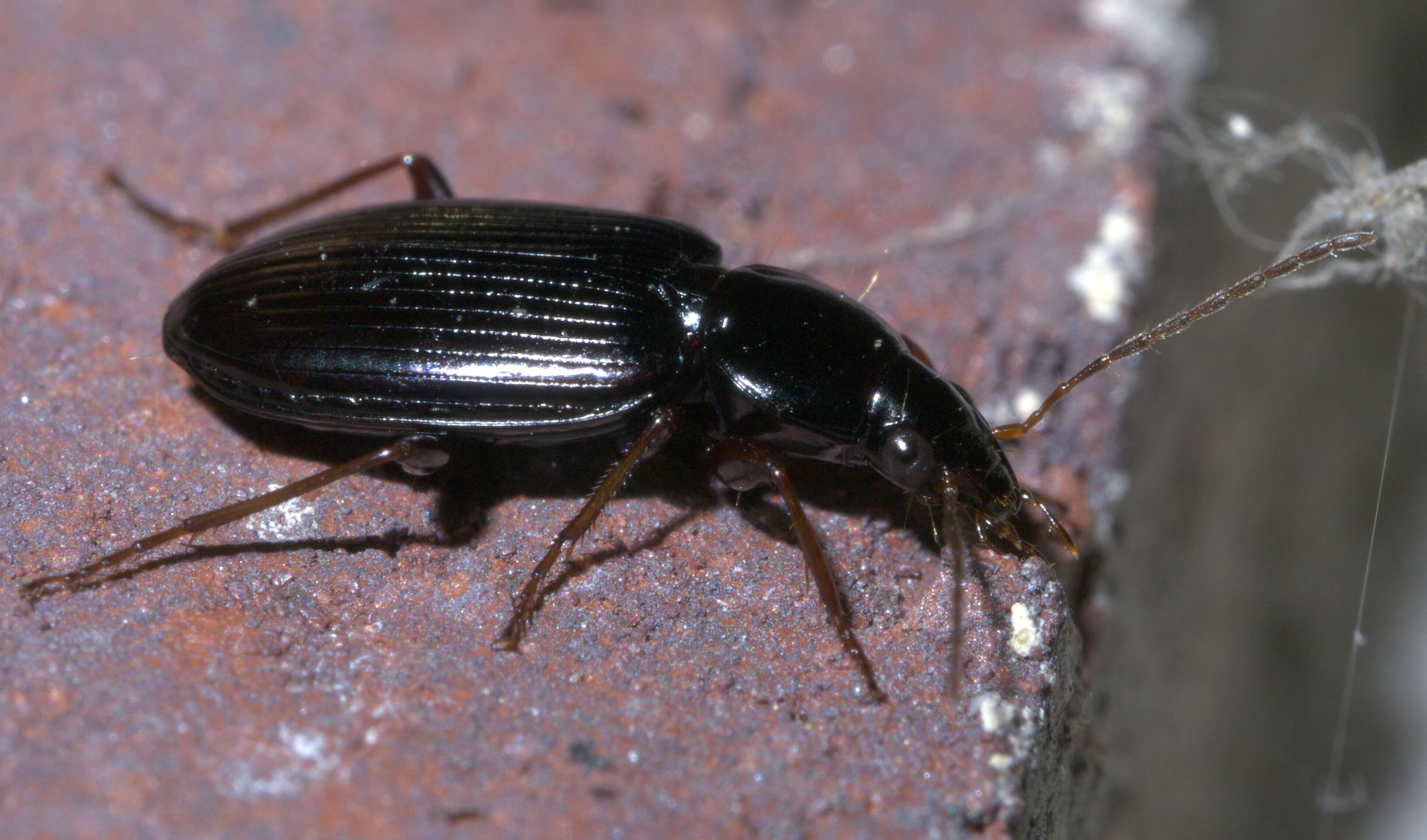 Image of Agonum (Olisares) punctiforme (Say 1823)