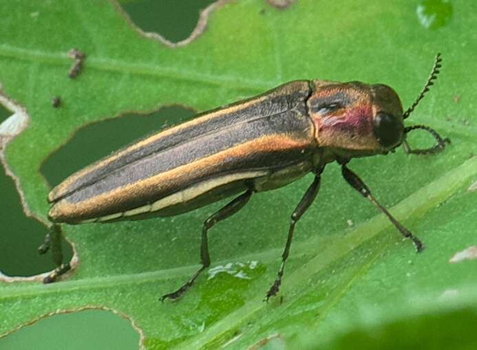 Imagem de Agrilus concinnus Horn 1891