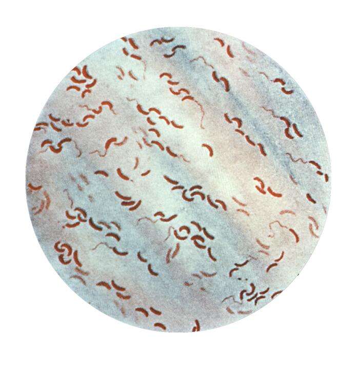Plancia ëd Vibrio