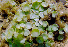 Image of Marine Green Algae: Mermaid's wine glass & relatives