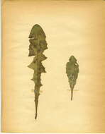 Image of Ophiomyia pulicaria (Meigen 1830)