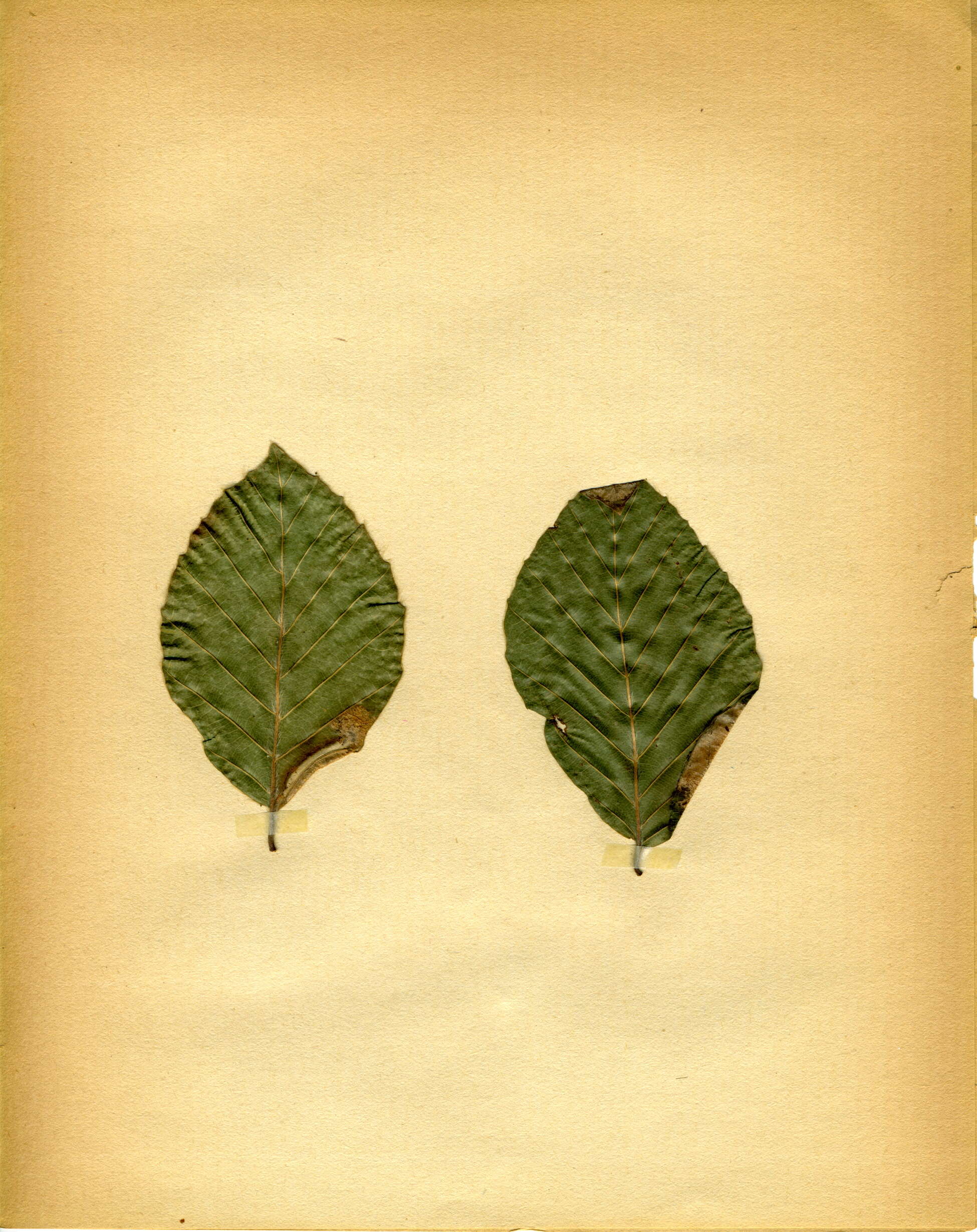 Image of Beech Slender