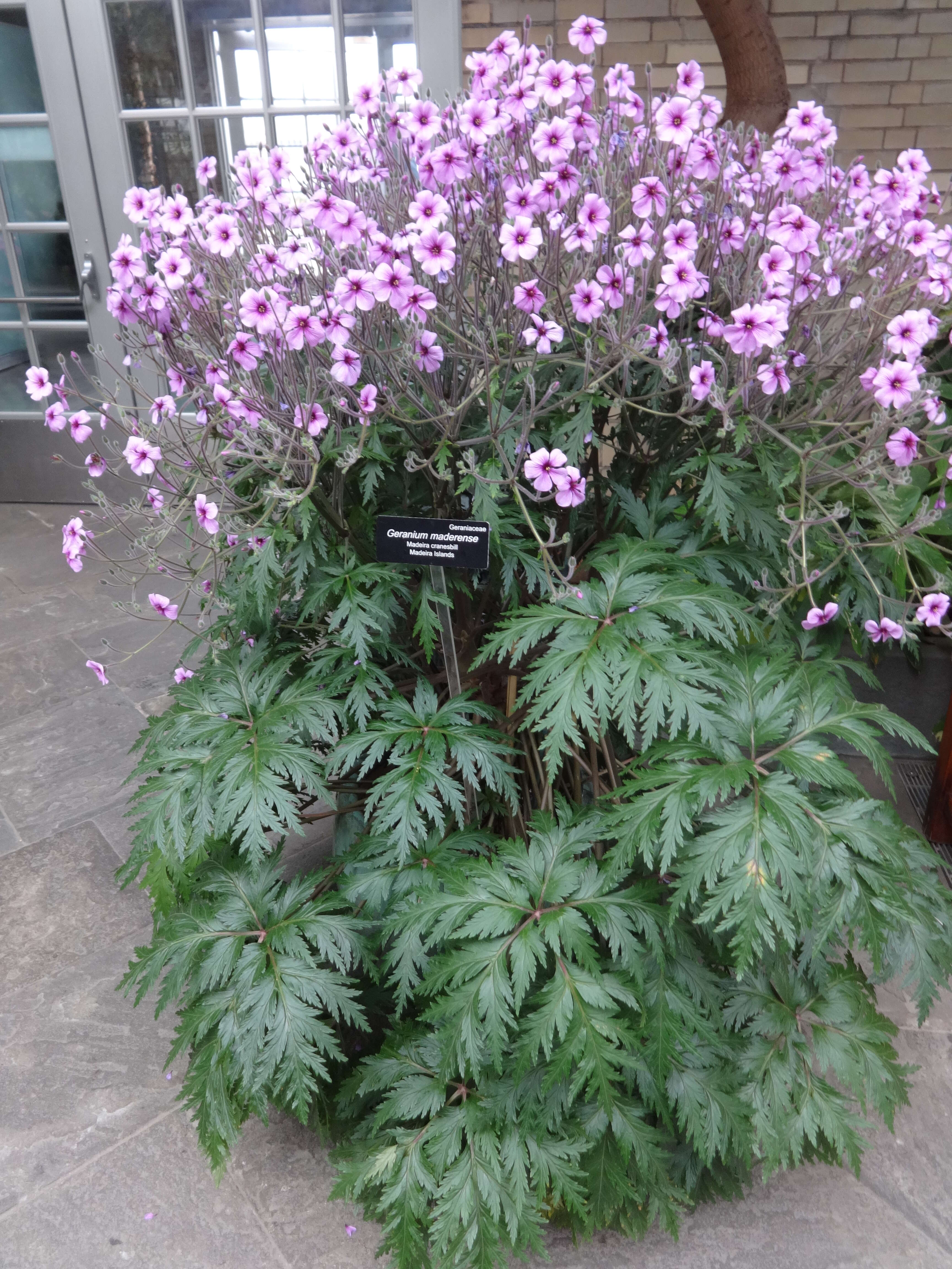 Image of Madiera cranesbill