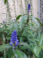 Image of Blue ginger