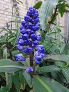 Image of Blue ginger