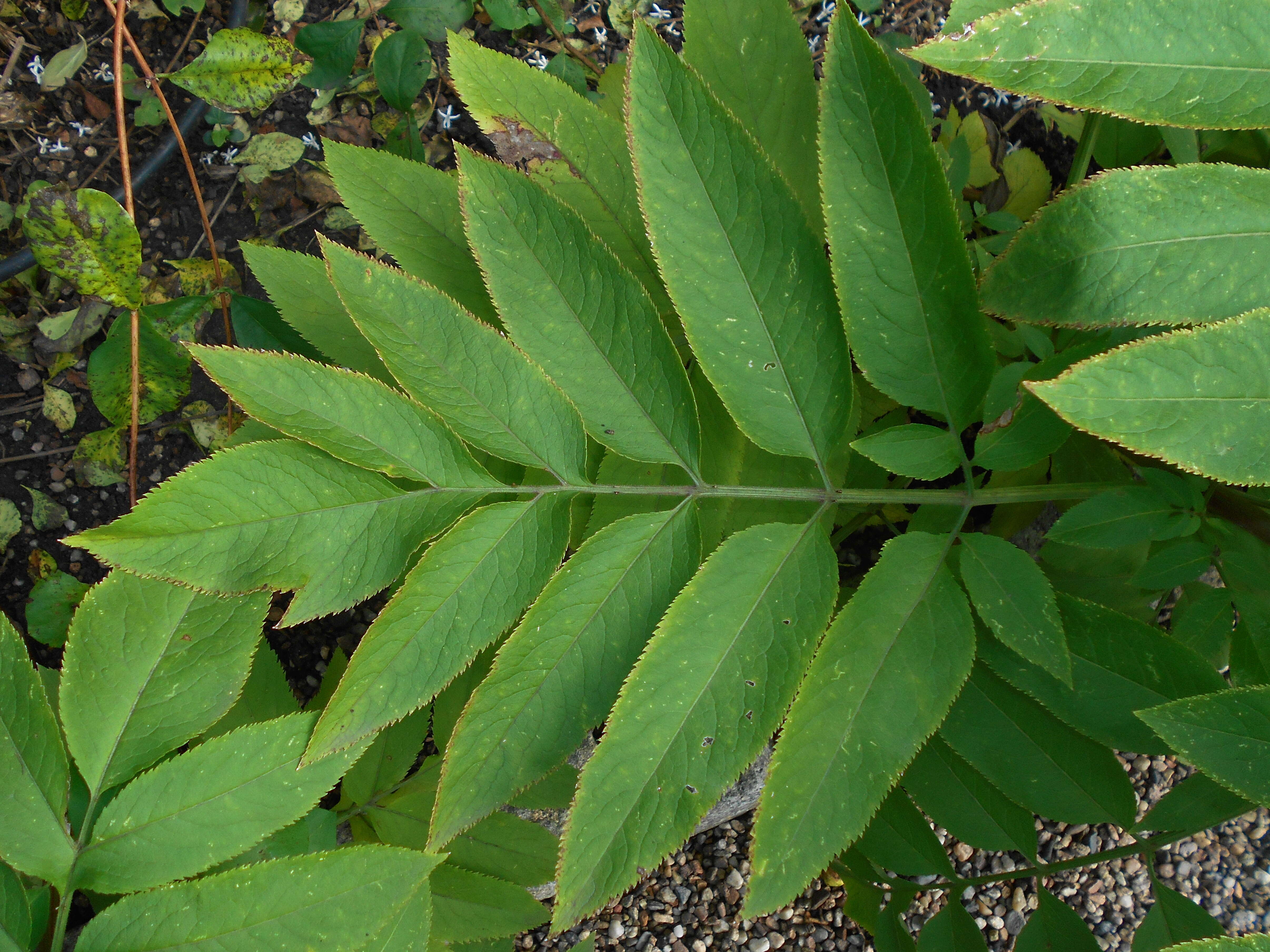 Imagem de Sambucus ebulus L.