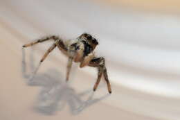 Image of Zebra spider