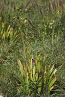 Image of Leopard flower