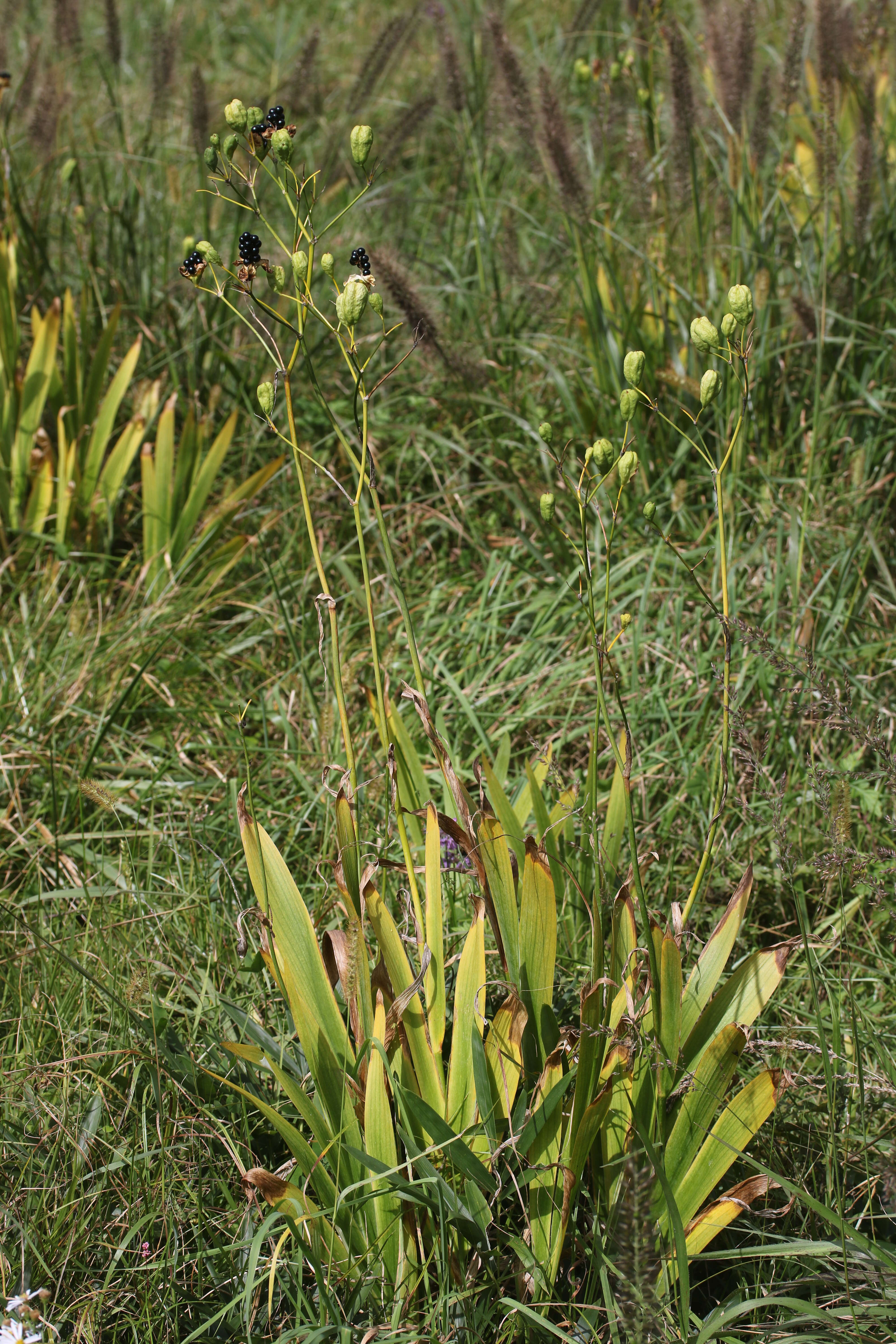 Image of Leopard flower