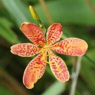 Image of Leopard flower