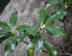 Imagem de Illicium anisatum L.