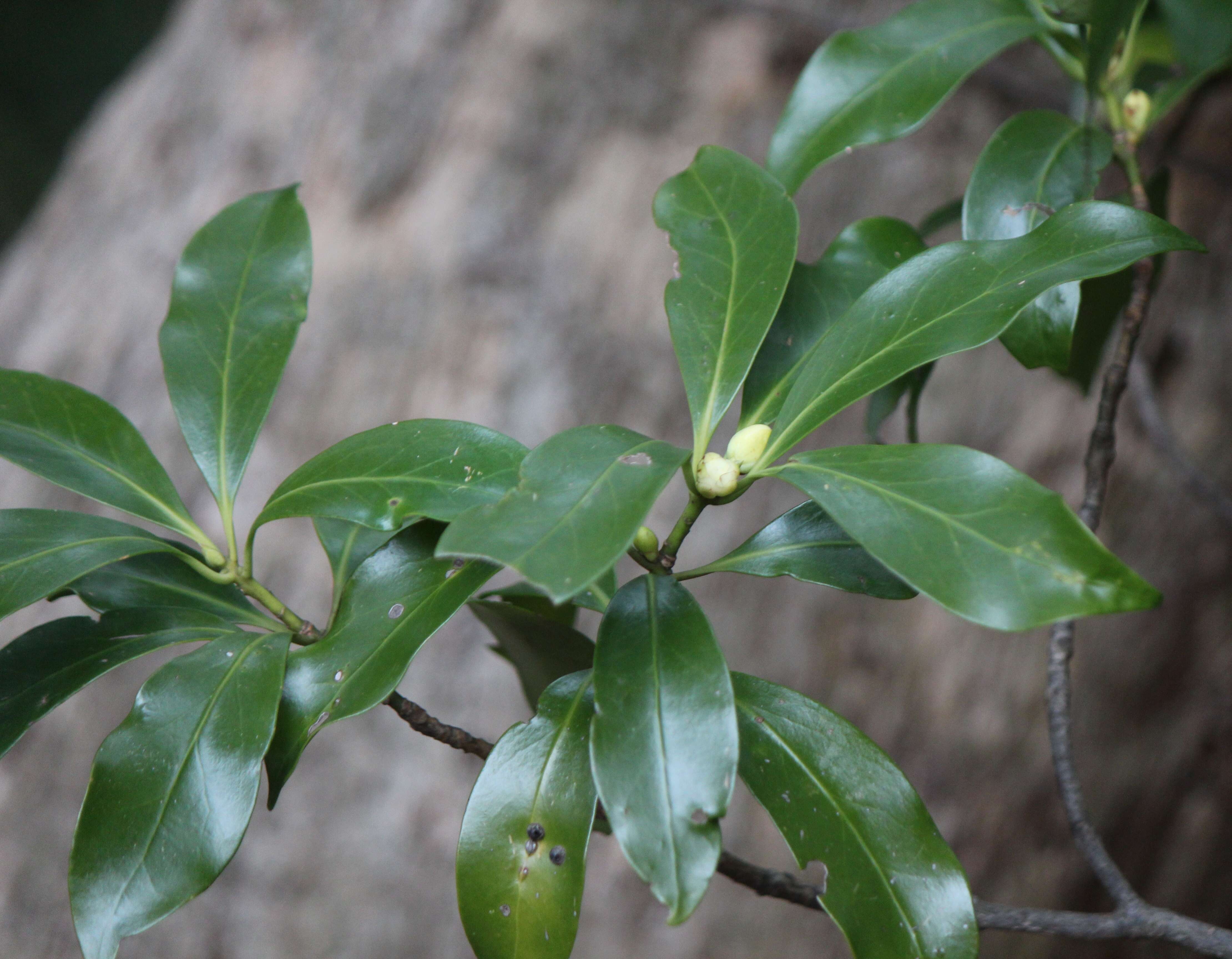 Imagem de Illicium anisatum L.