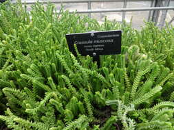 Слика од Crassula muscosa L.