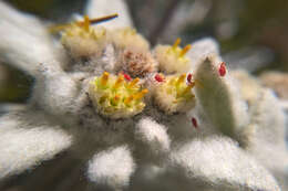 Image of velvet mites and chiggers