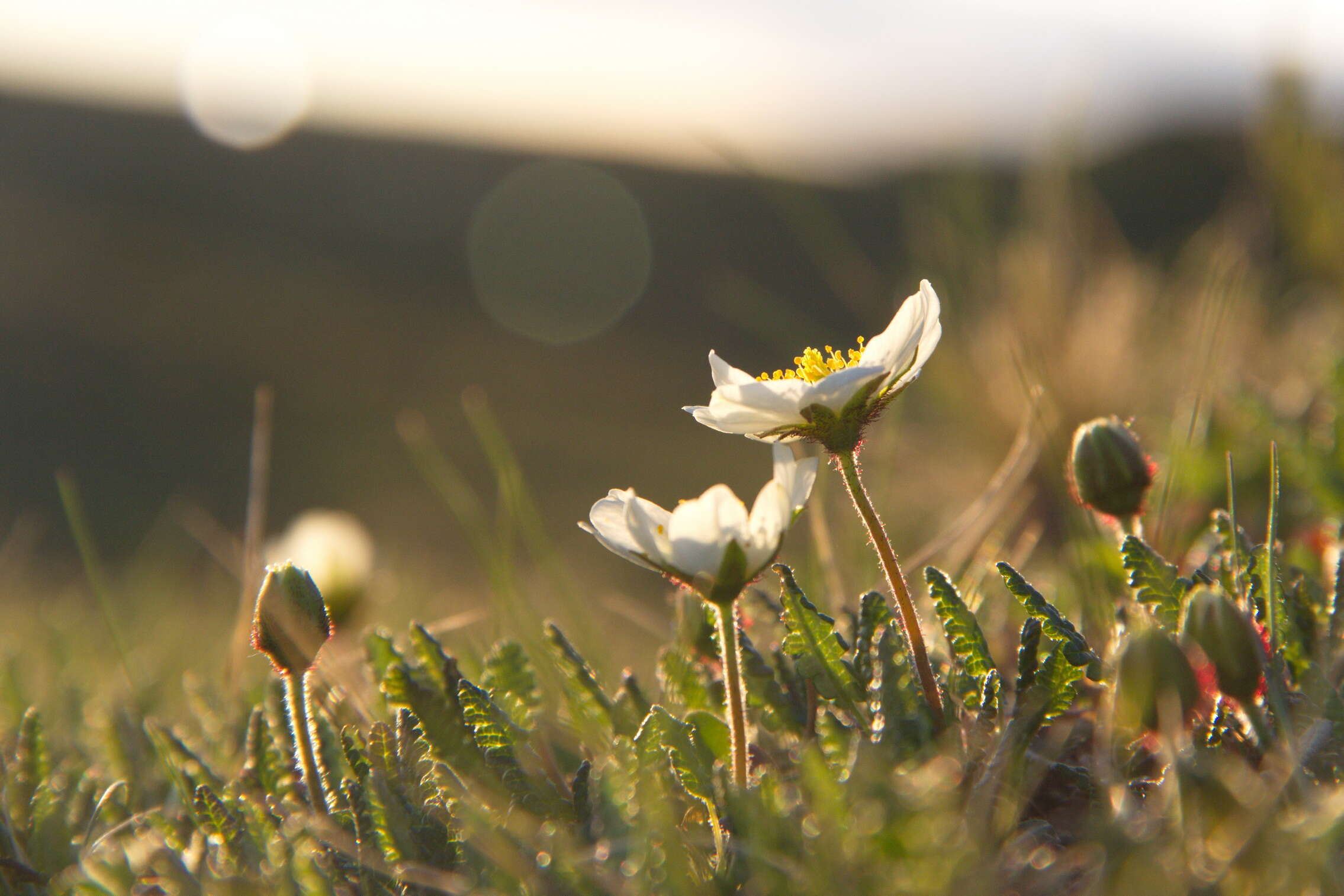 Imagem de Dryas octopetala L.