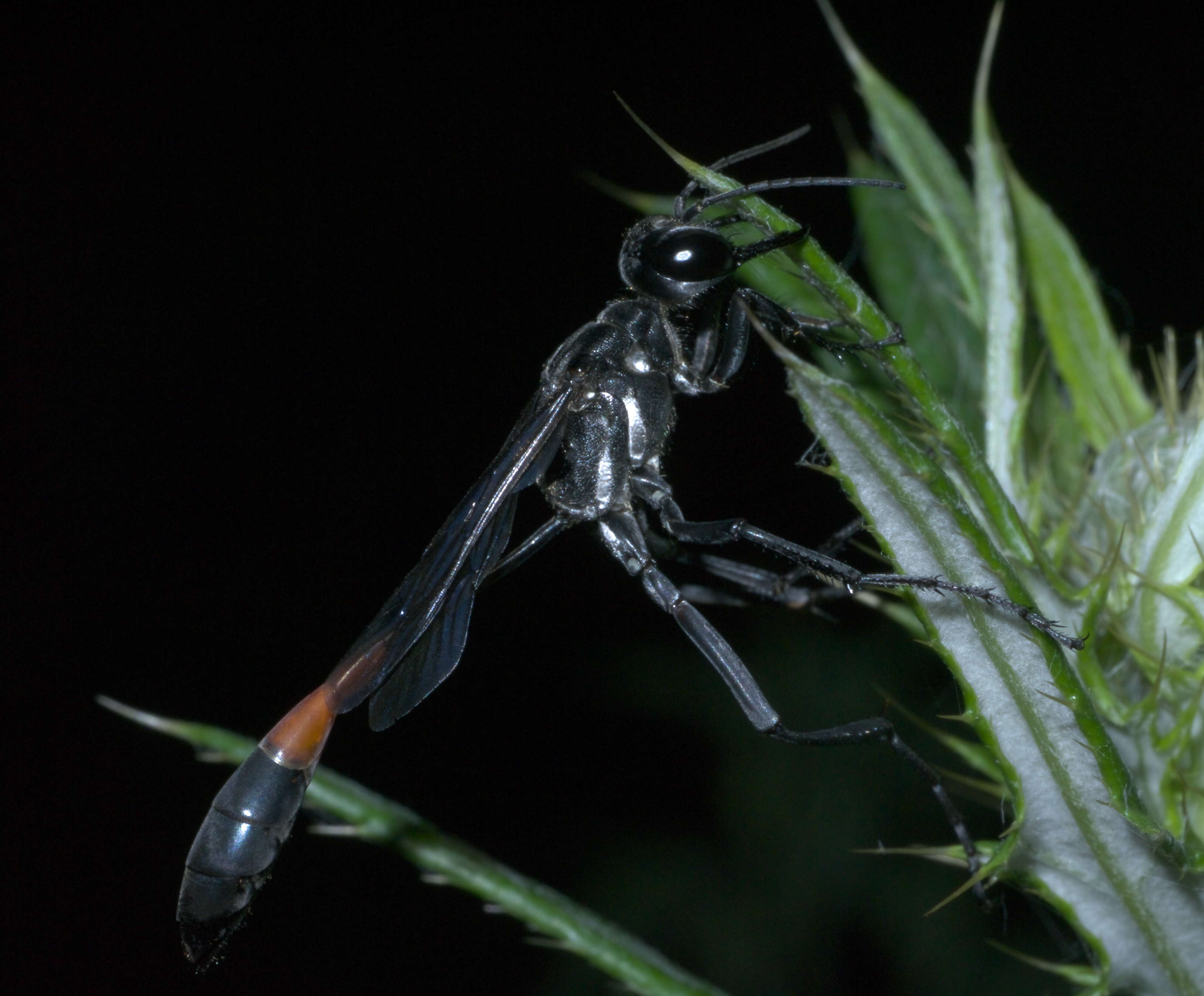 Image de Ammophila procera Dahlbom 1843