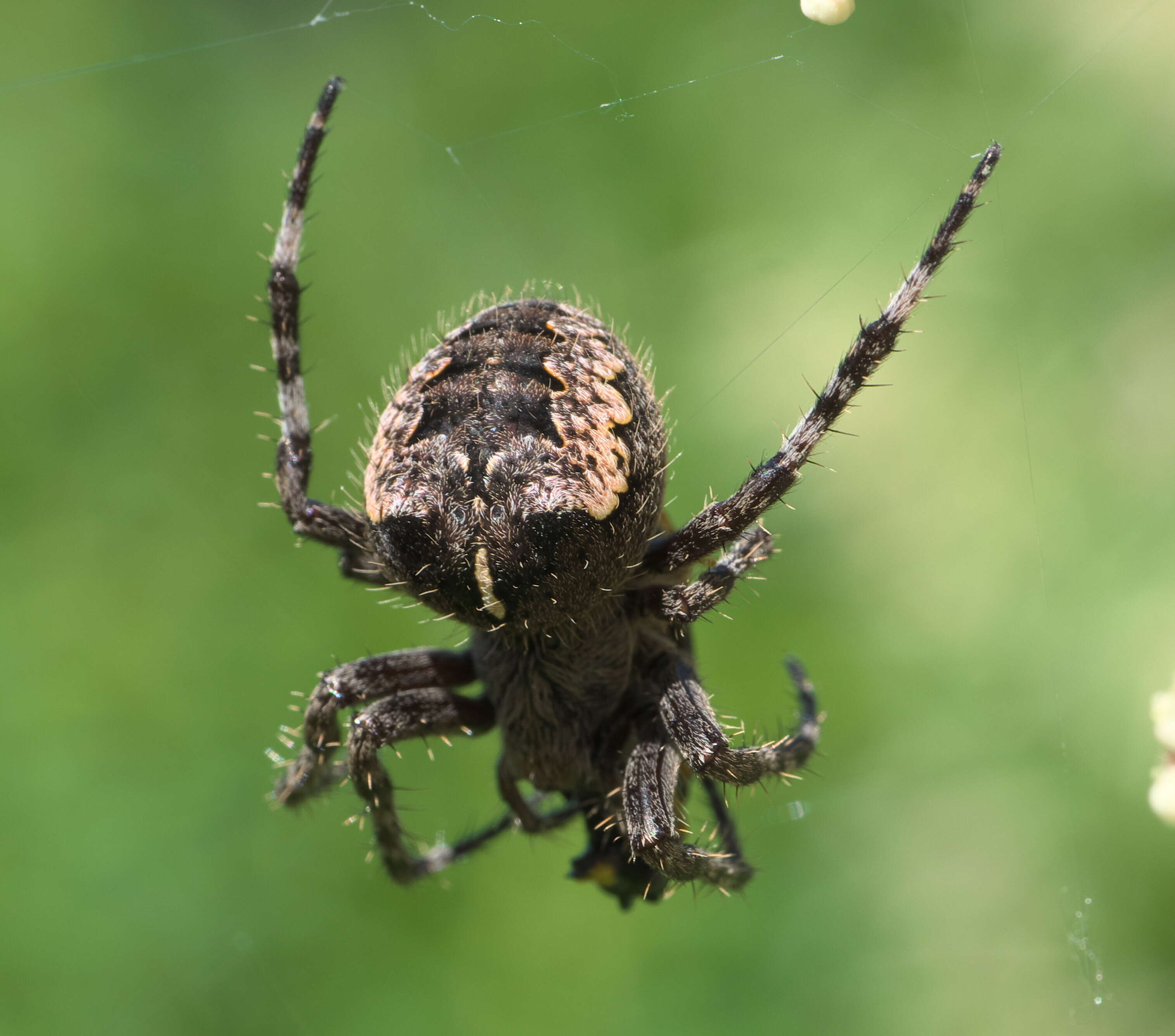 Image of Araneus saevus (L. Koch 1872)