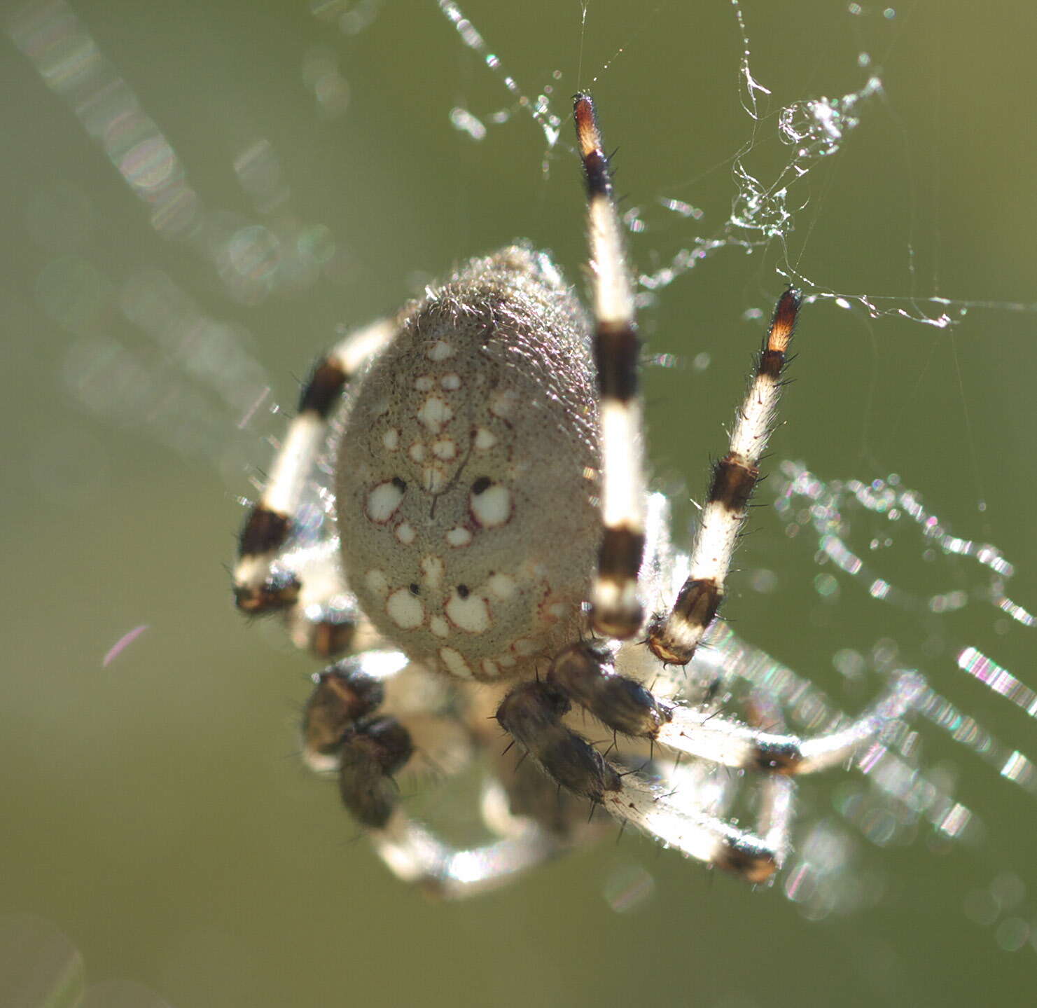 Image of Shamrock Orbweaver