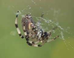 Image of Shamrock Orbweaver