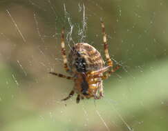 Image of Shamrock Orbweaver