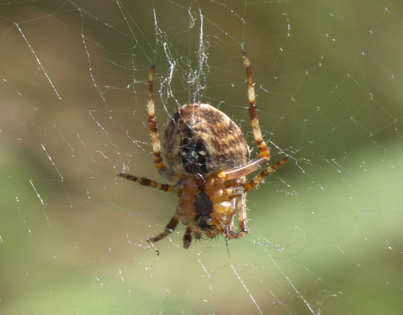 Image of Shamrock Orbweaver