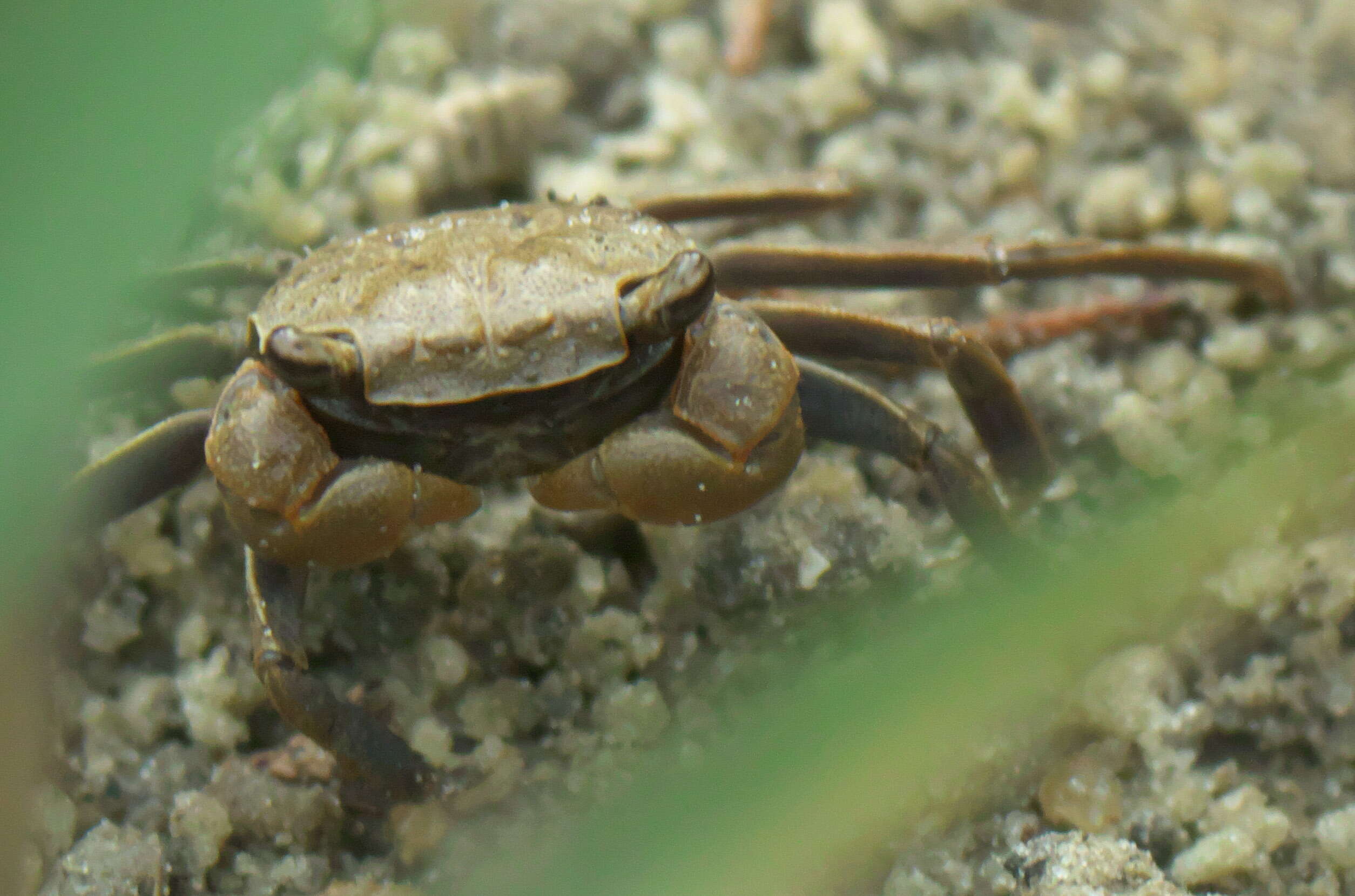 Image of Squareback Marsh Crab