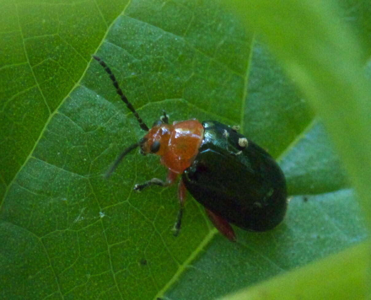 Image of Shiny Flea Beetle