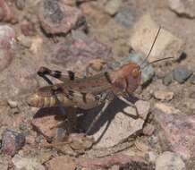 Image of Big-headed Grasshopper