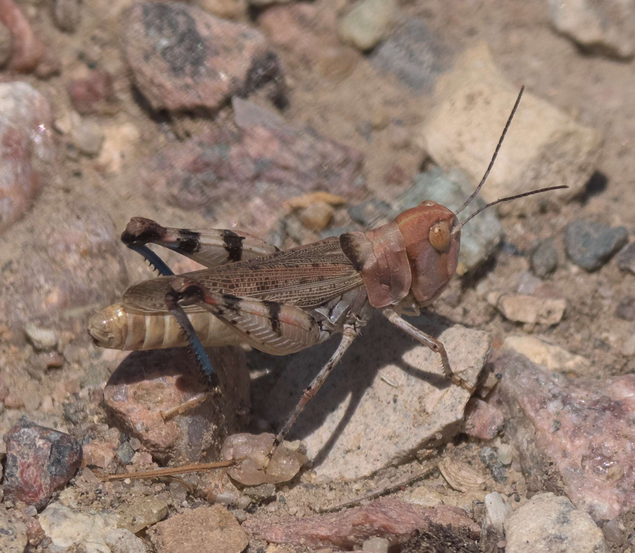 Image of Big-headed Grasshopper