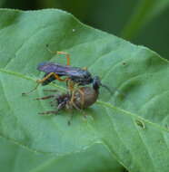 Image of <i>Auplopus mellipes</i>