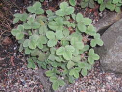 Image of pink barren strawberry