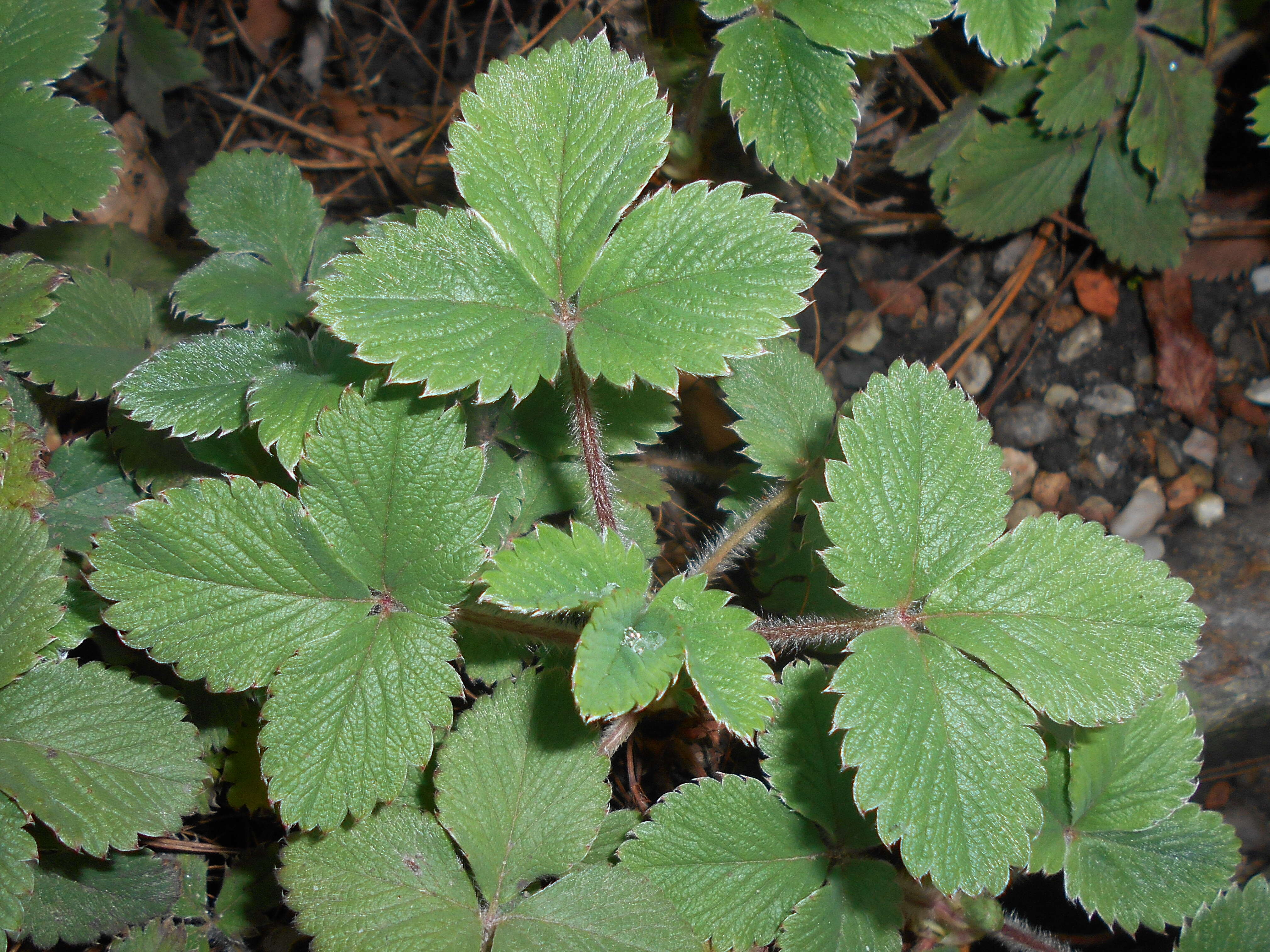 Image of pink barren strawberry