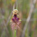 Image of Reddish beard orchid