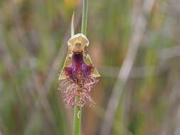 Calochilus russeus D. L. Jones的圖片