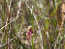 Calochilus russeus D. L. Jones的圖片