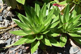 Imagem de Eucomis autumnalis (Mill.) Chitt.