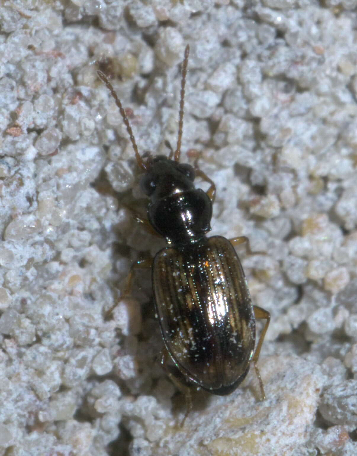 Bembidion (Furcacampa) impotens Casey 1918的圖片