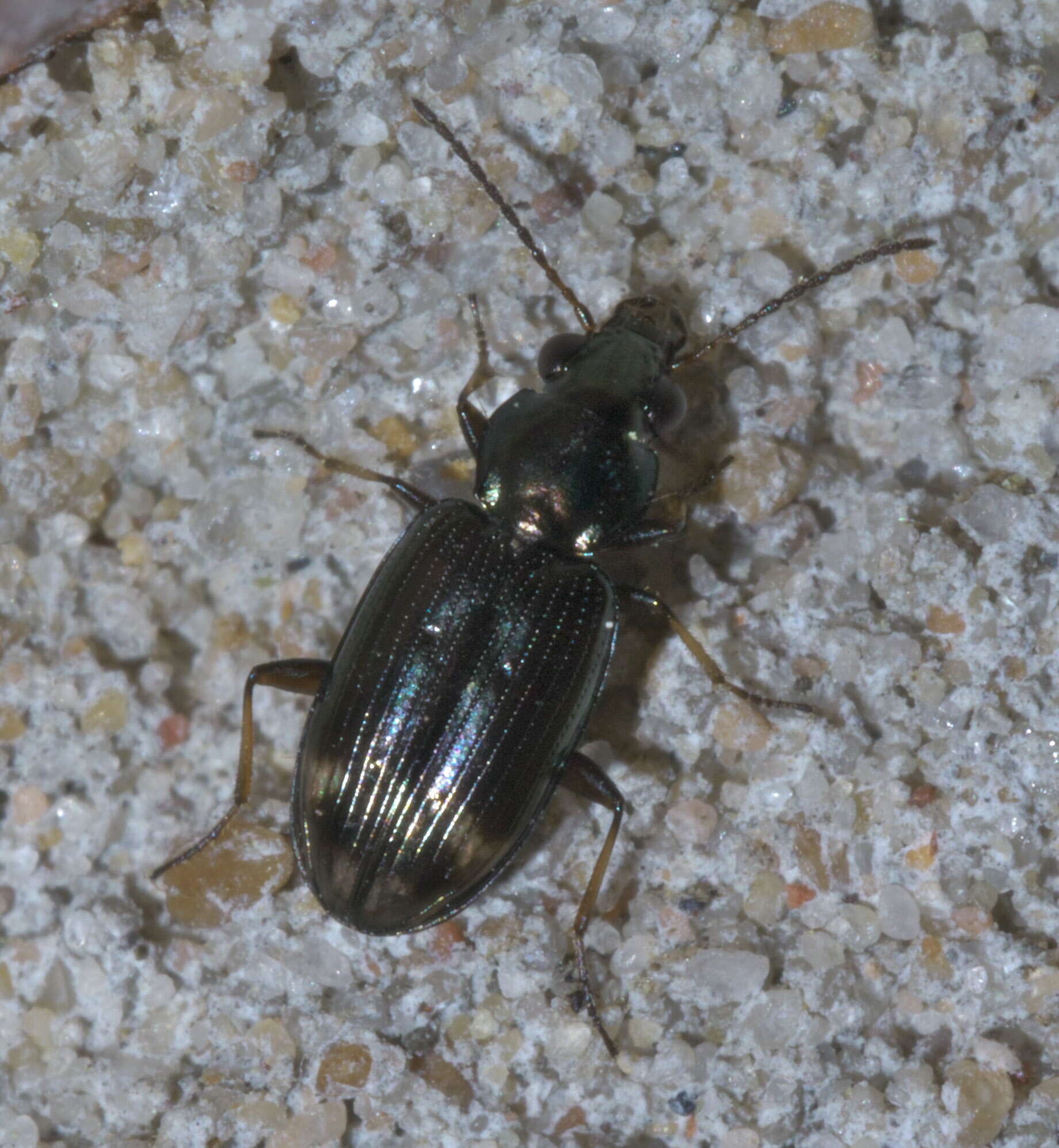 Image of Bembidion (Notaphus) rapidum (Le Conte 1847)