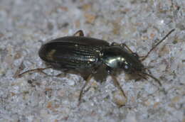 Image of Bembidion (Notaphus) rapidum (Le Conte 1847)