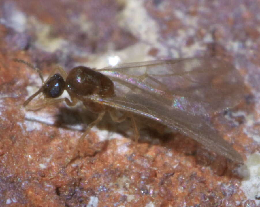 Image of Brachymyrmex depilis Emery 1893