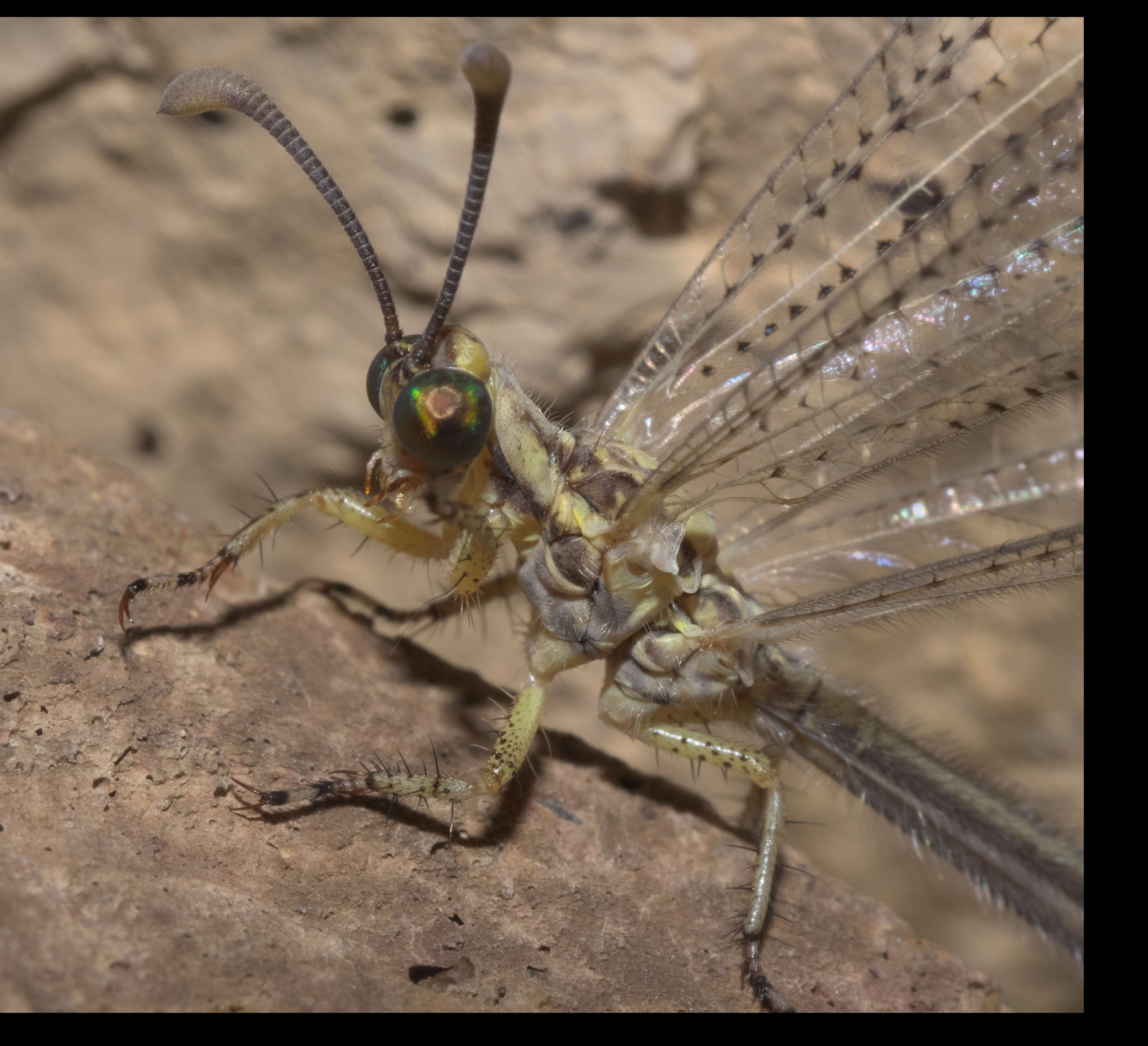 Image de Brachynemurus abdominalis (Say 1823)