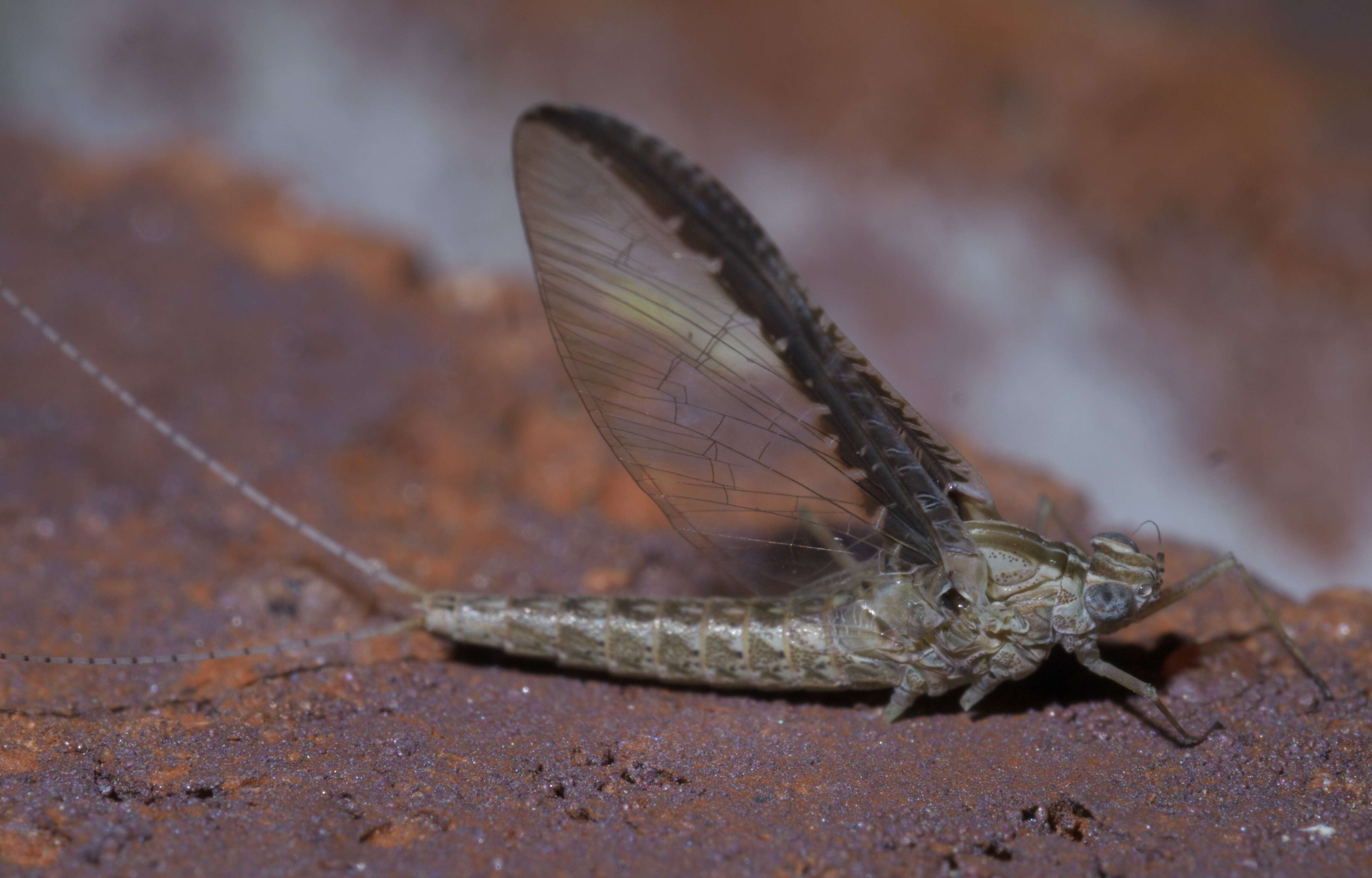 Image of Callibaetis floridanus Banks 1900