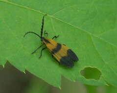 Слика од Calopteron reticulatum (Fabricius 1775)
