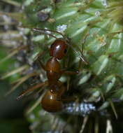 Image of Camponotus castaneus (Latreille 1802)