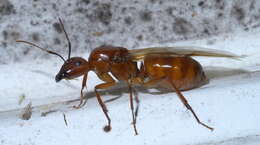 Image of Camponotus castaneus (Latreille 1802)