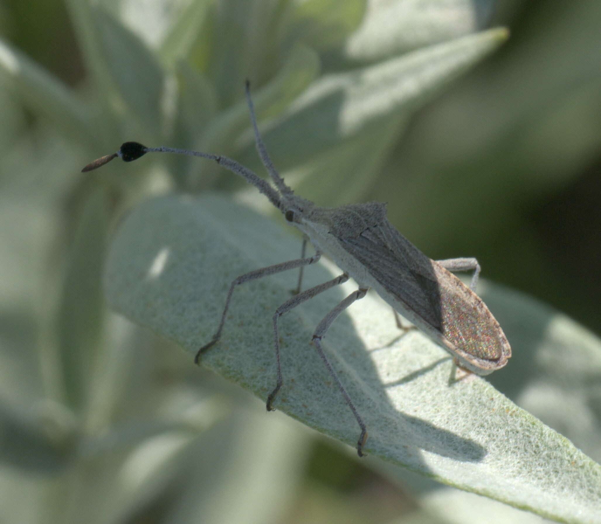 Image of Euphorbia Bug